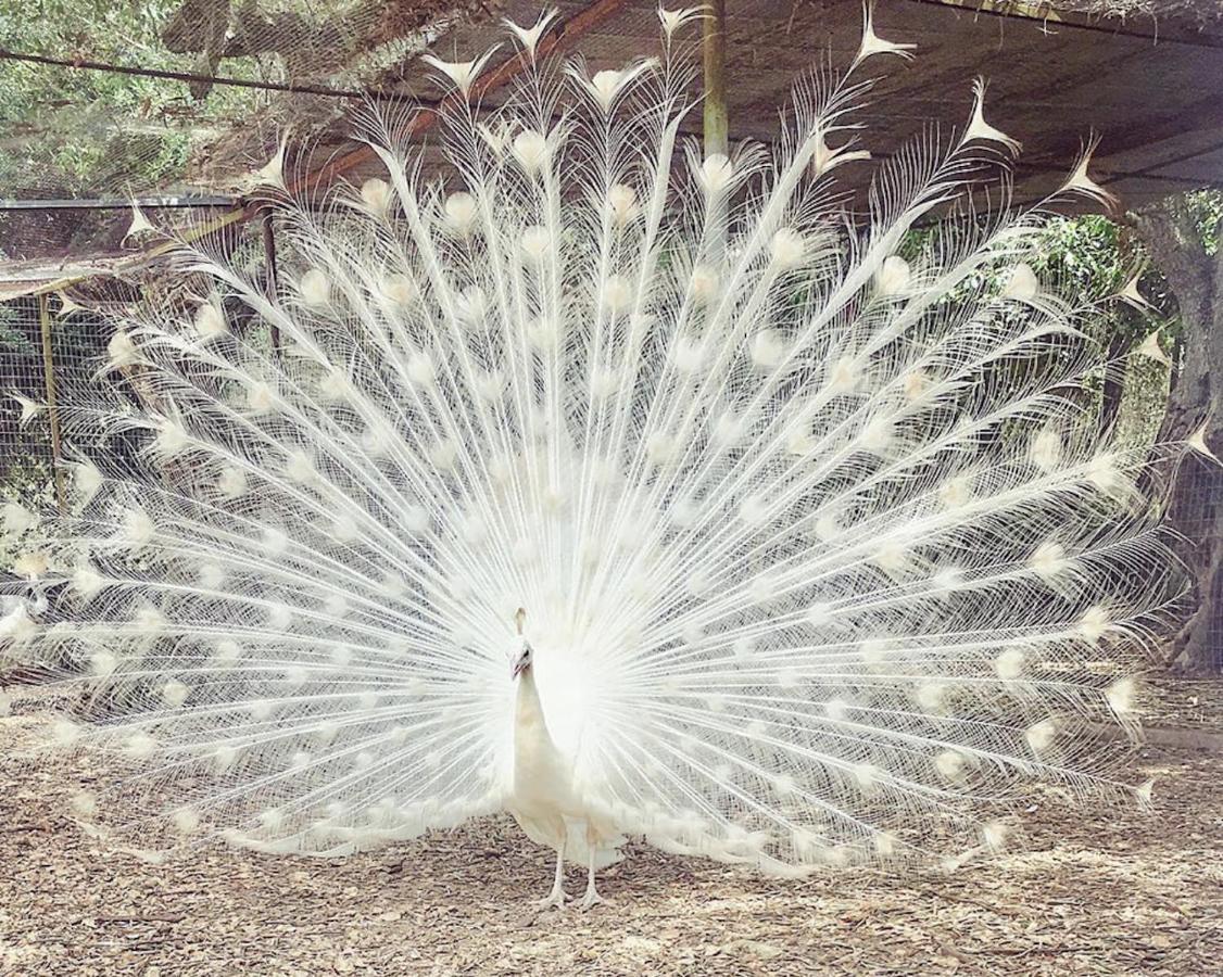 Agriturismo Tenuta Sant'Antonio Cerfignano エクステリア 写真