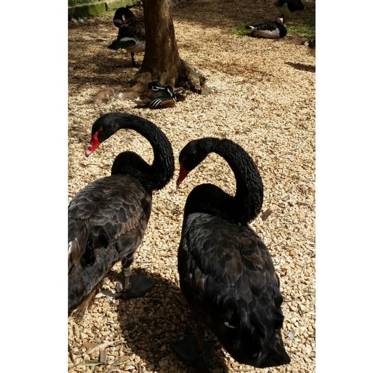 Agriturismo Tenuta Sant'Antonio Cerfignano エクステリア 写真