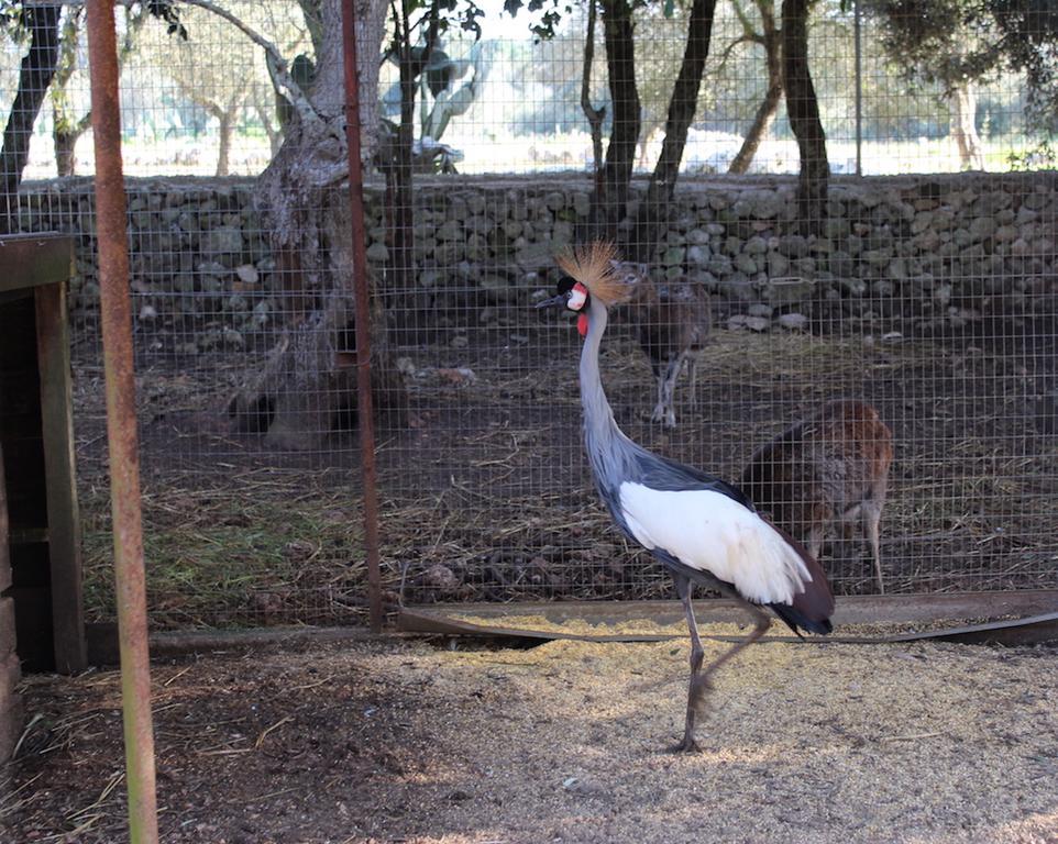 Agriturismo Tenuta Sant'Antonio Cerfignano エクステリア 写真