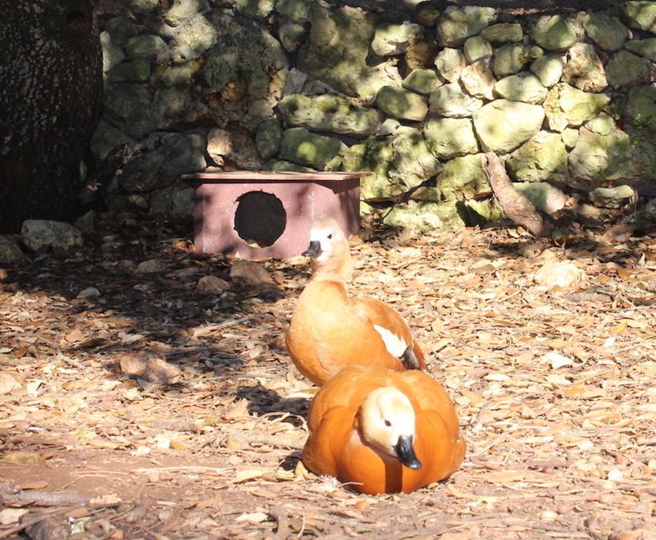 Agriturismo Tenuta Sant'Antonio Cerfignano エクステリア 写真